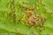 Flockenblumen Scheckenfalter Raupen (Melitaea phoebe) 19