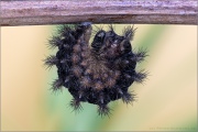 Flockenblumen Scheckenfalter (Melitaea phoebe) 23