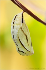 Weißbindiges Wiesenvögelchen Puppe (Coenonympha arcania) 15