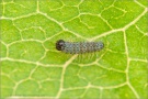 Randring-Perlmutterfalter Raupe (Boloria eunomia) 11