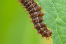 Randring-Perlmutterfalter Raupe (Boloria eunomia) 15