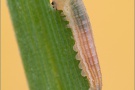 Weißbindiges Wiesenvögelchen Raupe (Coenonympha arcania) 06