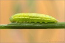 Weißbindiges Wiesenvögelchen Raupe (Coenonympha arcania) 11