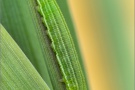 Weißbindiges Wiesenvögelchen Raupe (Coenonympha arcania) 10