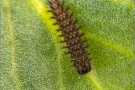 Mittlerer Perlmuttfalter Raupe (Fabriciana niobe) 18