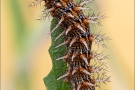 Mittlerer Perlmuttfalter Raupe (Fabriciana niobe) 22