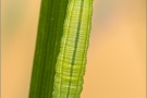 Weißbindiges Wiesenvögelchen Raupe (Coenonympha arcania) 12