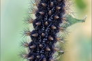 Raupe Flockenblumen Scheckenfalter (Melitaea phoebe) 21