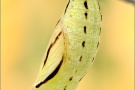 Weißbindiges Wiesenvögelchen Puppe (Coenonympha arcania) 14