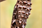 Flockenblumen Scheckenfalter Puppe  (Melitaea phoebe) 25