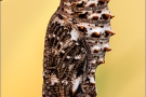 Flockenblumen Scheckenfalter Puppe  (Melitaea phoebe) 24