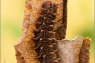 Randring-Perlmutterfalter Raupe (Boloria eunomia) 16