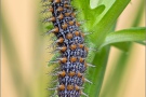 Mittlerer Perlmuttfalter Raupe (Fabriciana niobe) 21