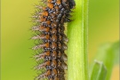 Mittlerer Perlmuttfalter Raupe (Fabriciana niobe) 20