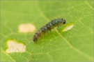 Randring-Perlmutterfalter Raupe (Boloria eunomia) 12