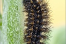 Raupe Flockenblumen Scheckenfalter (Melitaea phoebe) 20