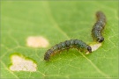 Randring-Perlmutterfalter Raupe (Boloria eunomia) 13