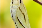 Weißbindiges Wiesenvögelchen Puppe (Coenonympha arcania) 15