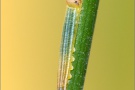 Weißbindiges Wiesenvögelchen Raupe (Coenonympha arcania) 08