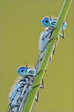 Hufeisen-Azurjungfer 03 (Coenagrion puella)