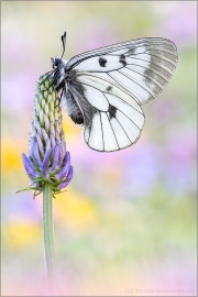 Schwarzer Apollo (Parnassius mnemosyne) 09