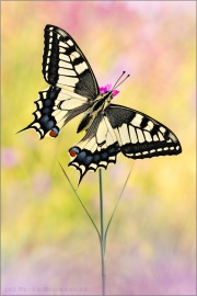 Schwalbenschwanz (Papilio machaon) 26