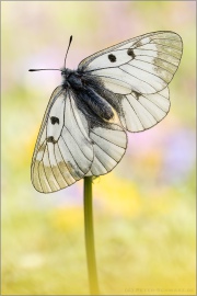 Schwarzer Apollo (Parnassius mnemosyne) 10