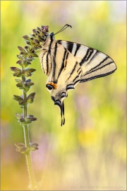 Segelfalter (Iphiclides podalirius)  19