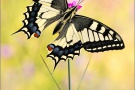 Schwalbenschwanz (Papilio machaon) 26