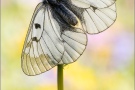 Schwarzer Apollo (Parnassius mnemosyne) 10