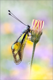 Libellen-Schmetterlingshaft 08 (Libelloides coccajus)