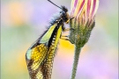 Libellen-Schmetterlingshaft 08 (Libelloides coccajus)
